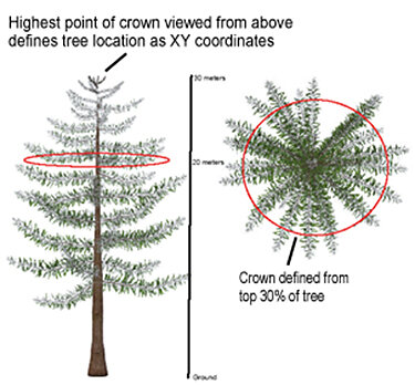 Tree identification diagram